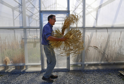 Mt. Vernon, Wa. August 16, 2014.
Stephen Jones is a grain expert at the WSU-Mount Vernon Research Center who has been researching growing barley in the Skagit Valley.